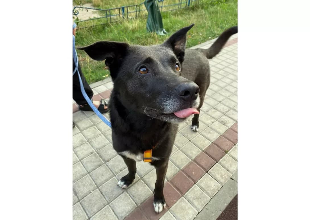 Guffi (Гуффі), female senior Mixed Breed for adoption at Happy Paw Kyiv