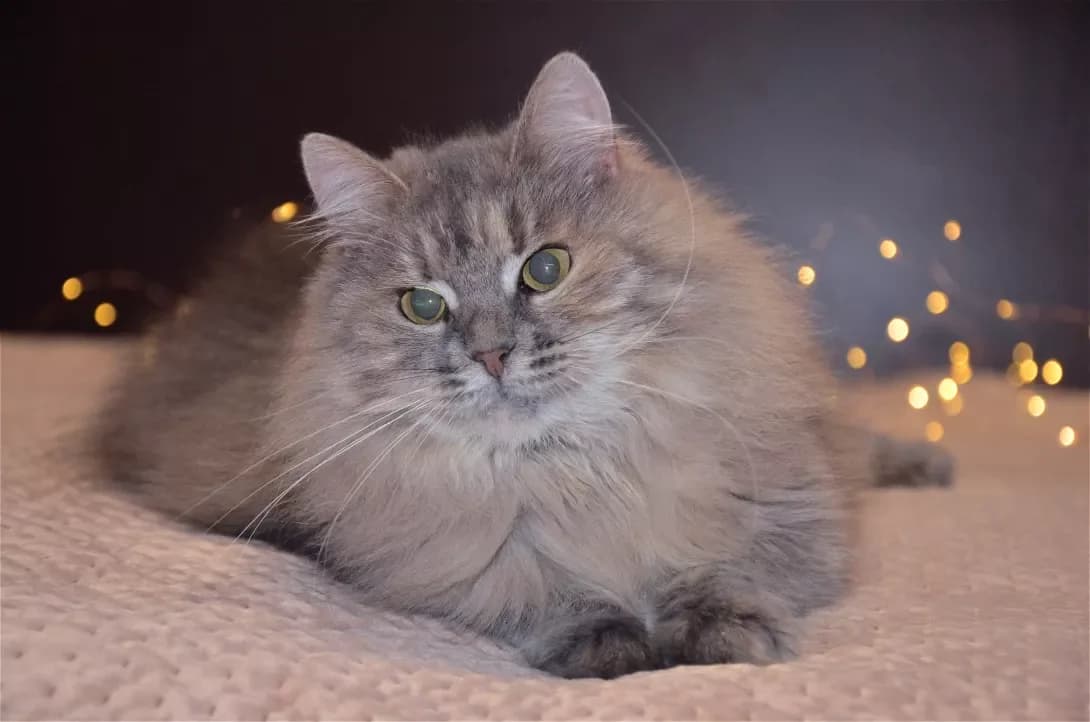 Mishel (Мішель), female 5yo Mixed Breed for adoption at Happy Paw Kyiv