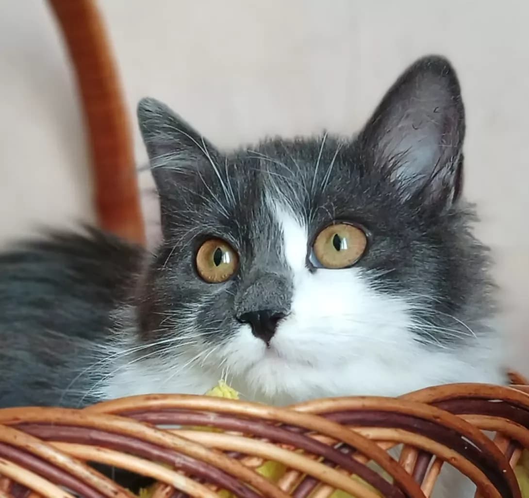 Kitsya (Киця), female young Mixed Breed for adoption at Happy Paw Kyiv