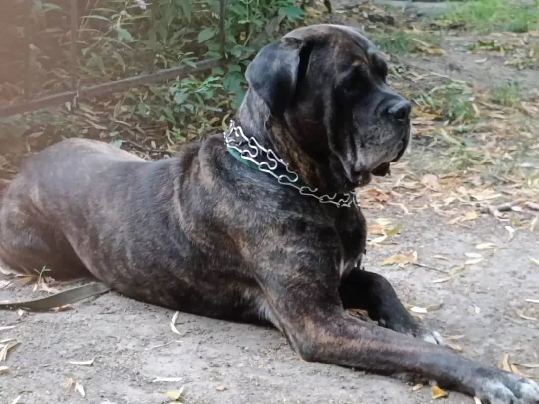 Leon (Леон), male senior Mixed Breed for adoption at Happy Paw Kyiv