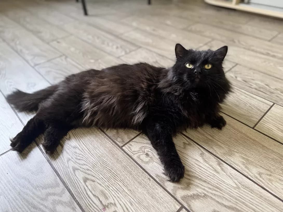 Oskar (Оскар), male 3yo Mixed Breed for adoption at Happy Paw Kyiv