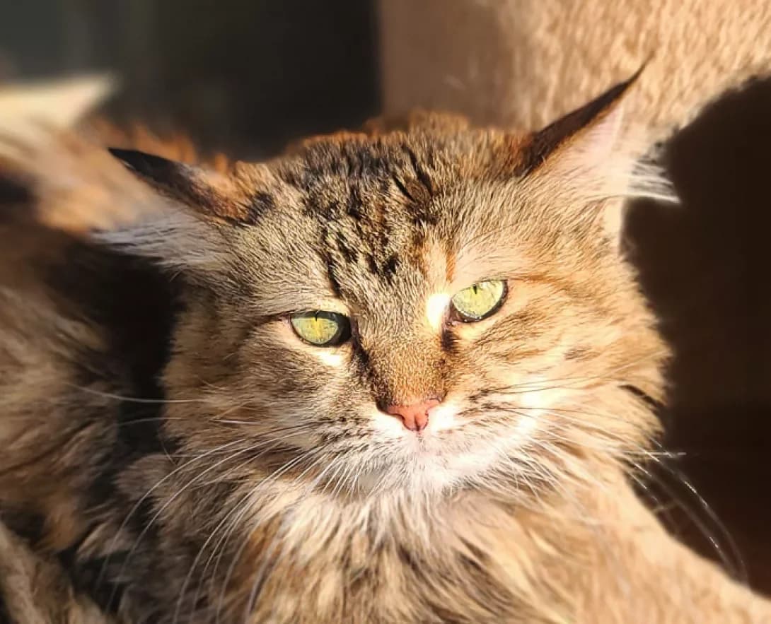 Sheri (Шері), female 4yo Mixed Breed for adoption at Happy Paw Kyiv