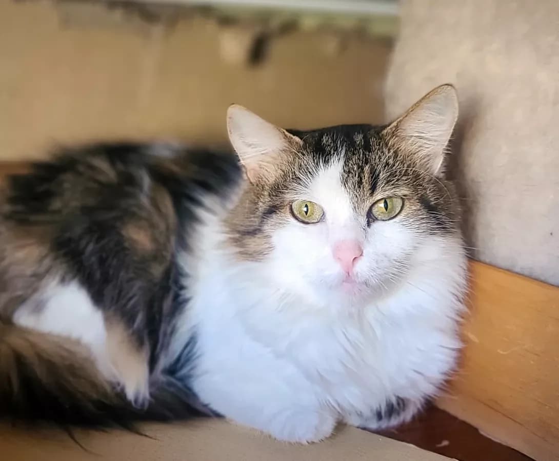 Dina (Діна), female young Mixed Breed for adoption at Happy Paw Kyiv