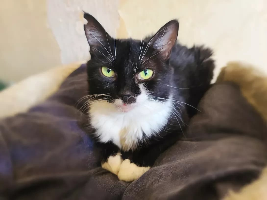 Styesha (Стєша), female young Mixed Breed for adoption at Happy Paw Kyiv