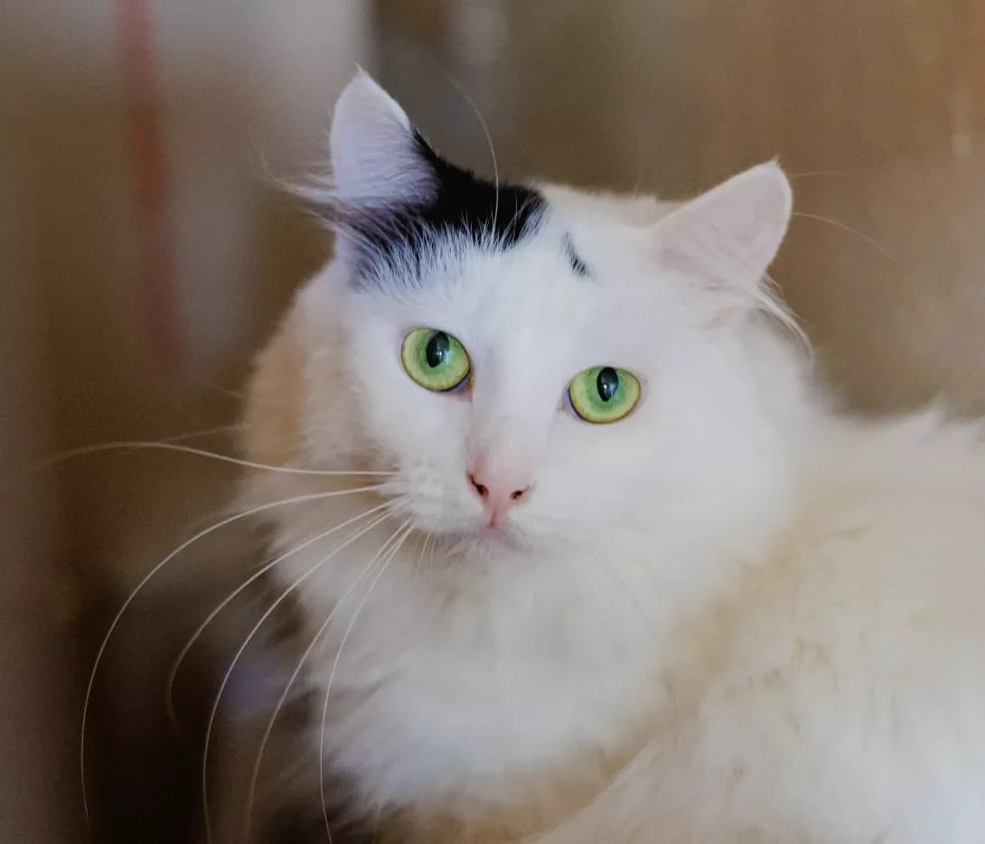 Asya (Ася), female 3yo Mixed Breed for adoption at Happy Paw Kyiv