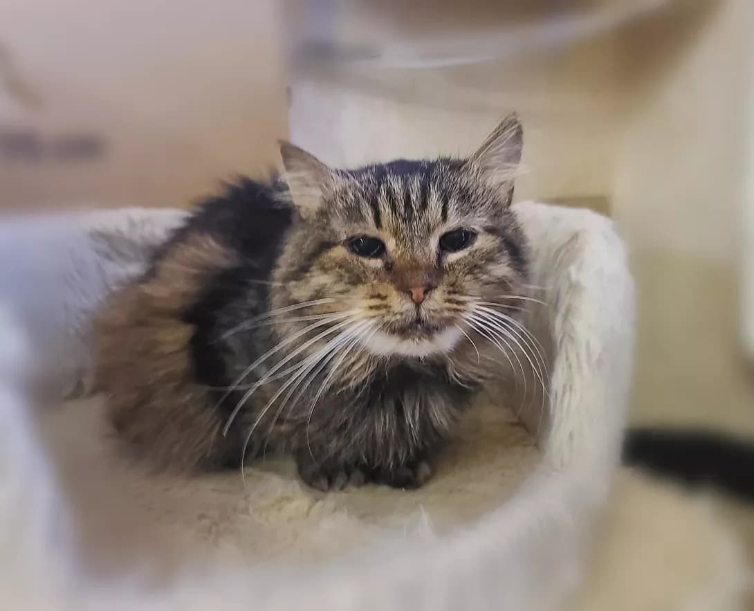 Petsi (Петсі), female senior Mixed Breed for adoption at Happy Paw Kyiv