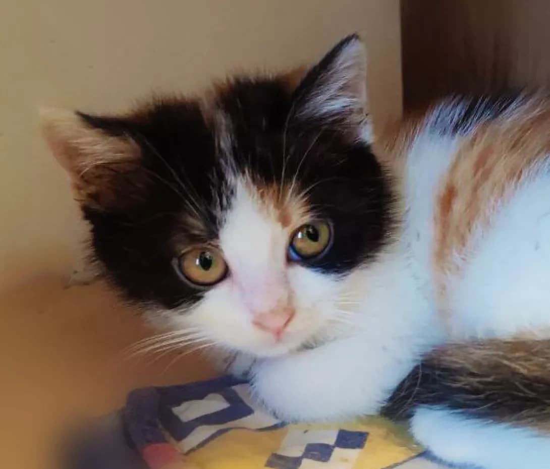 Lyulyu (Люлю), female young Mixed Breed for adoption at Happy Paw Kyiv