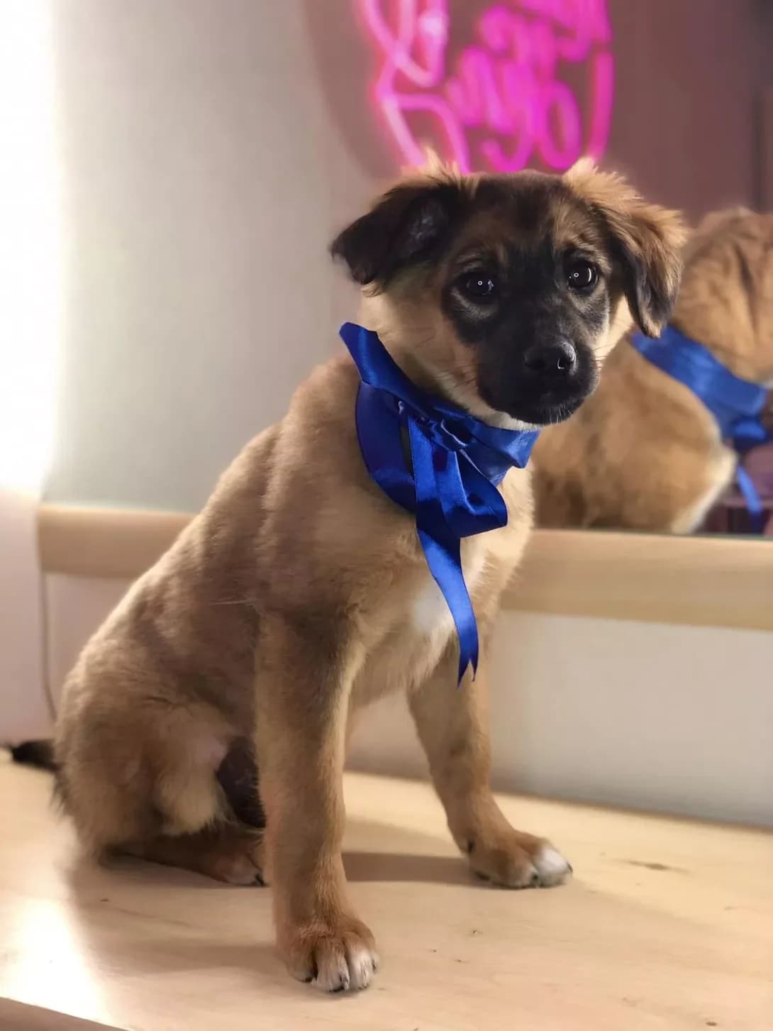 Medok (Медок), male young Mixed Breed for adoption at Happy Paw Kyiv