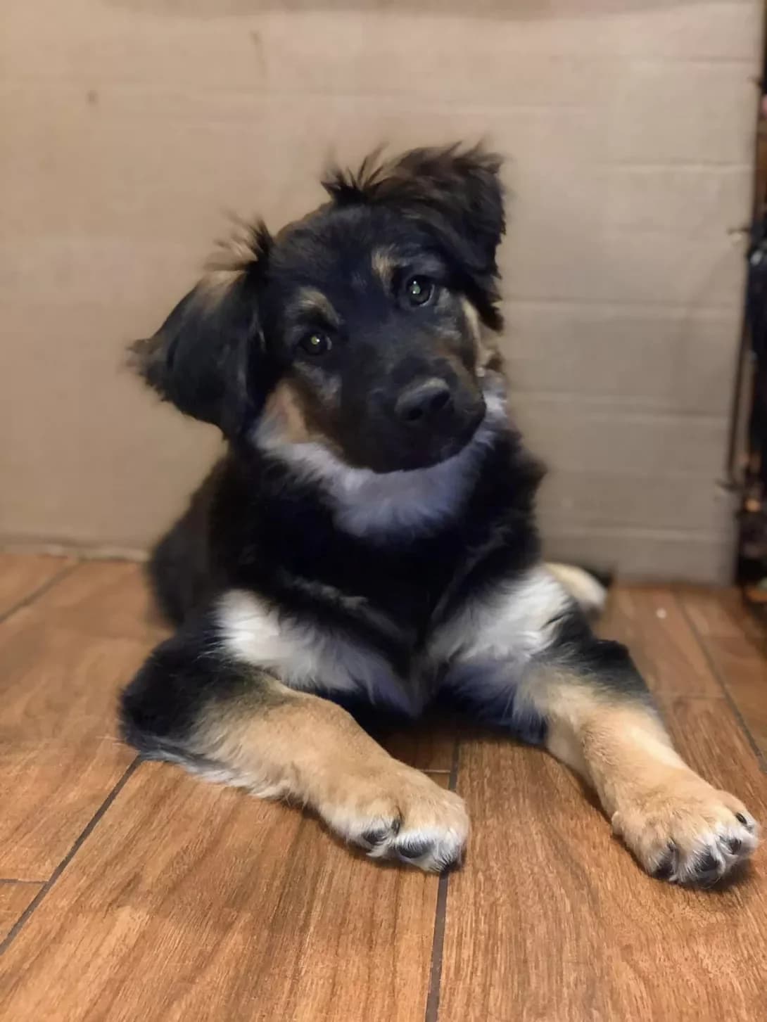 Rokki (Роккі), male young Mixed Breed for adoption at Happy Paw Kyiv