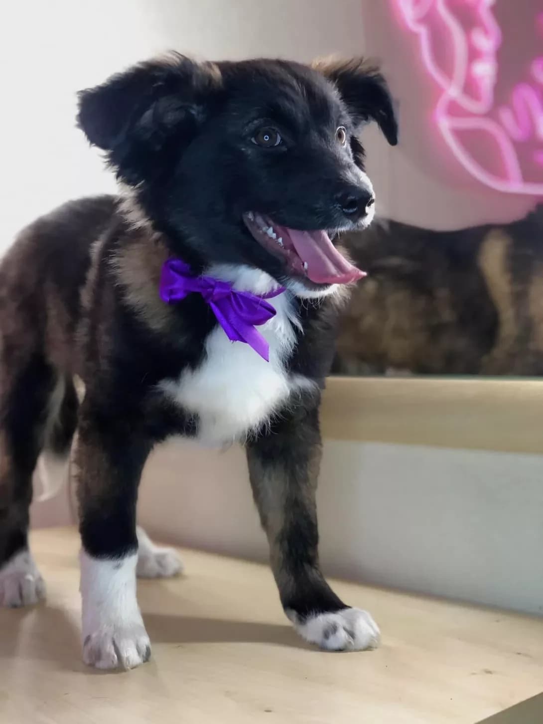 Buch (Буч), male young Mixed Breed for adoption at Happy Paw Kyiv