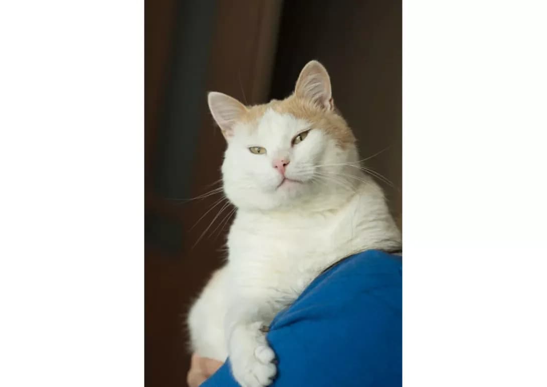 Omlet (Омлет), male 4yo Mixed Breed for adoption at Happy Paw Kyiv