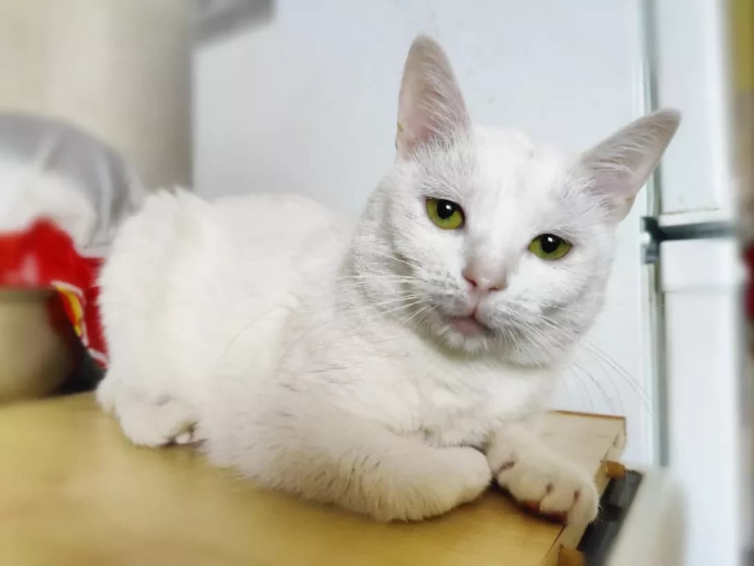 Bilochka (Білочка), female 3yo Mixed Breed for adoption at Happy Paw Kyiv