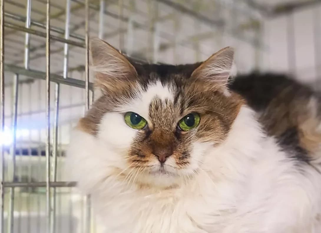 Dzhulya (Джуля), female 4yo Mixed Breed for adoption at Happy Paw Kyiv