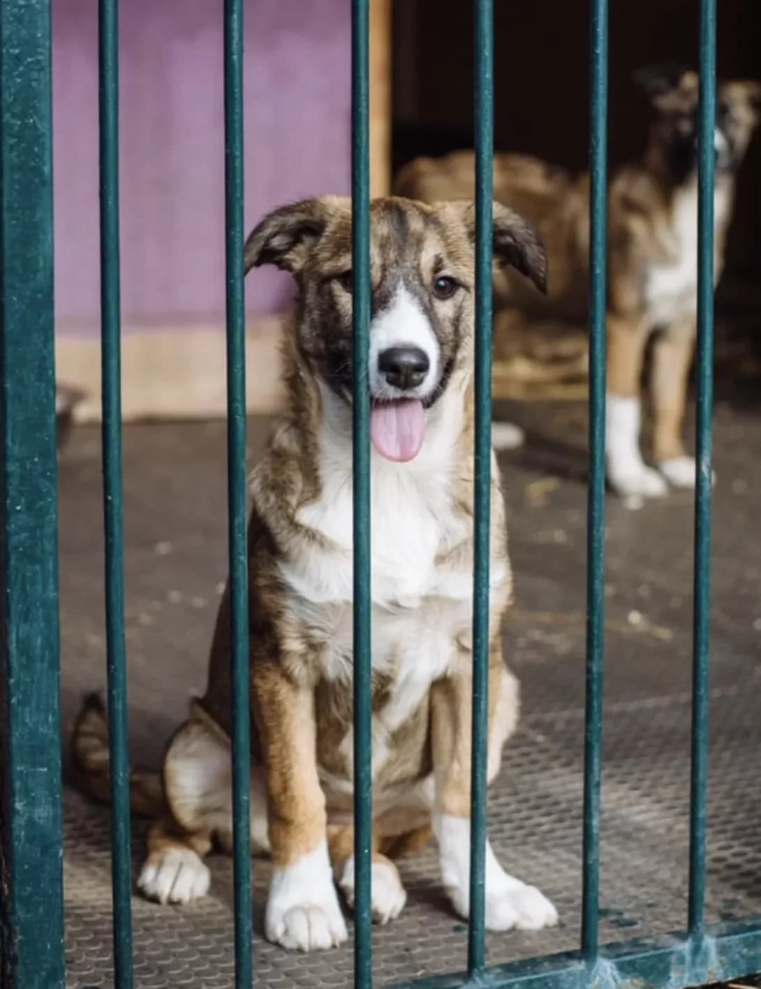 Mishka (Мишка), female young Mixed Breed for adoption at Happy Paw Kyiv