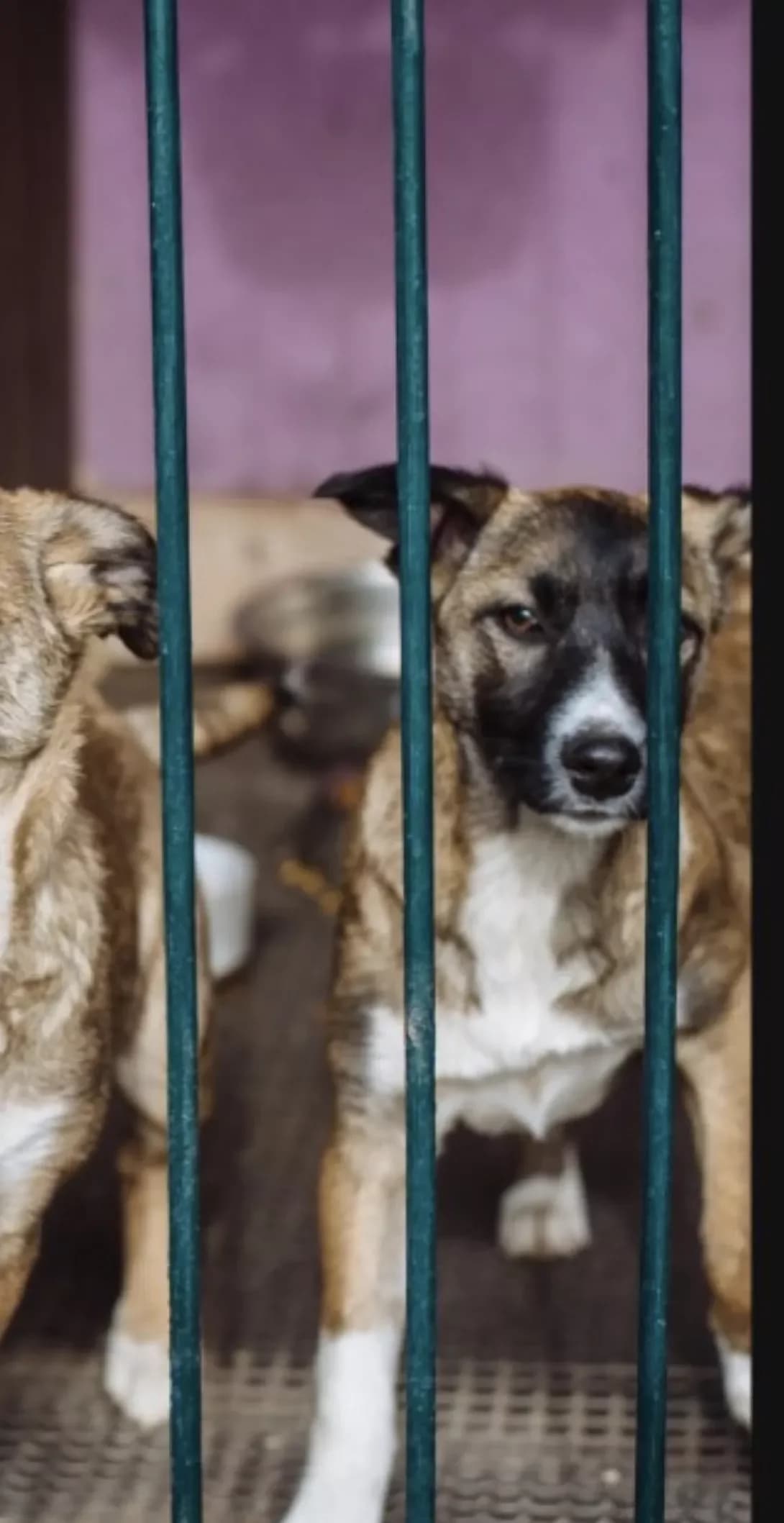 Romashka (Ромашка), female young Mixed Breed for adoption at Happy Paw Kyiv
