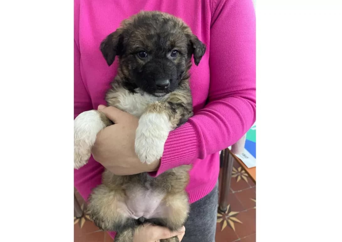 Megi (Мегі), female young Mixed Breed for adoption at Happy Paw Kyiv