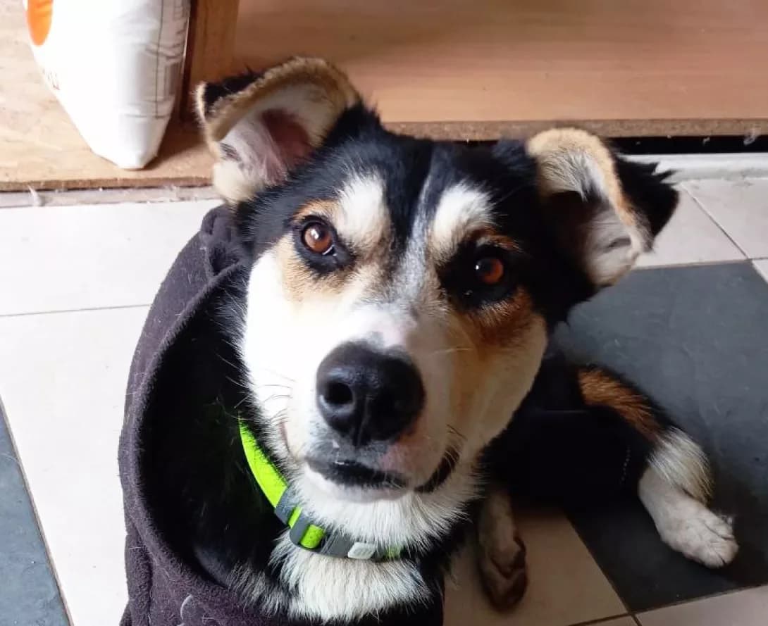 Yasha (Яша), male young Mixed Breed for adoption at Happy Paw Kyiv