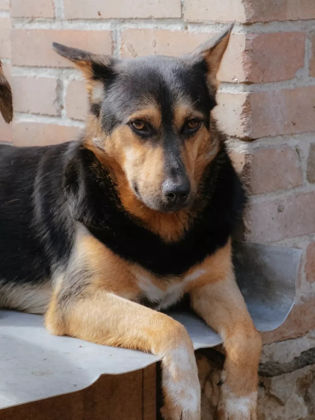 Remus (Ремус), male 3yo Mixed Breed for adoption at Happy Paw Poltava