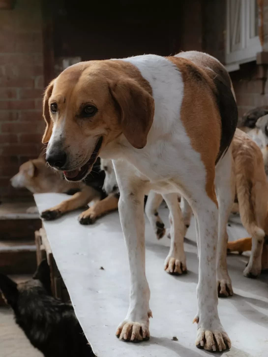 Khalk (Халк), male 3yo Mixed Breed for adoption at Happy Paw Poltava