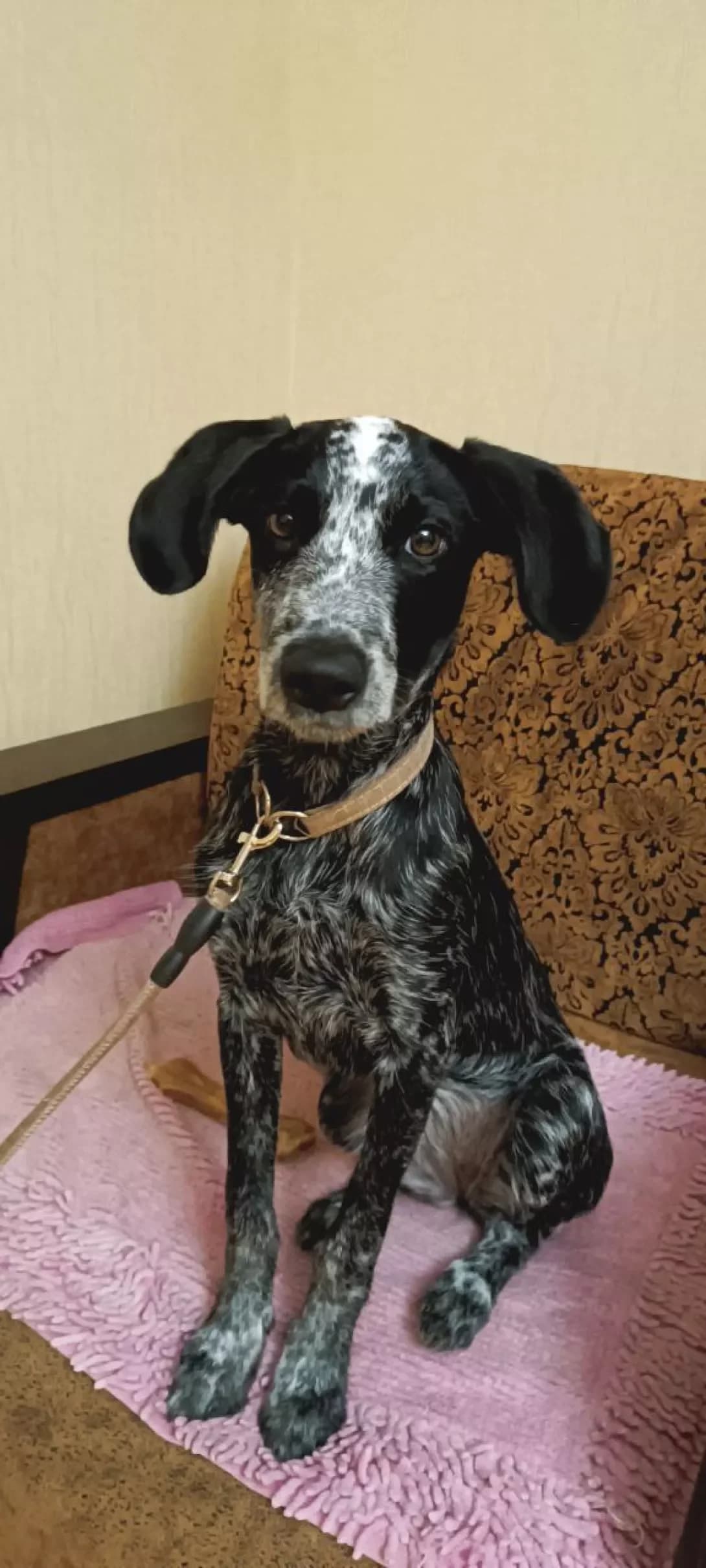 Frida (Фріда), female young Mixed Breed for adoption at Happy Paw Kyiv