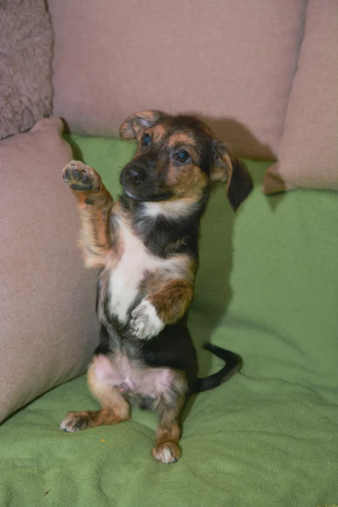 Timon (Тімон), male young Mixed Breed for adoption at Happy Paw Kyiv