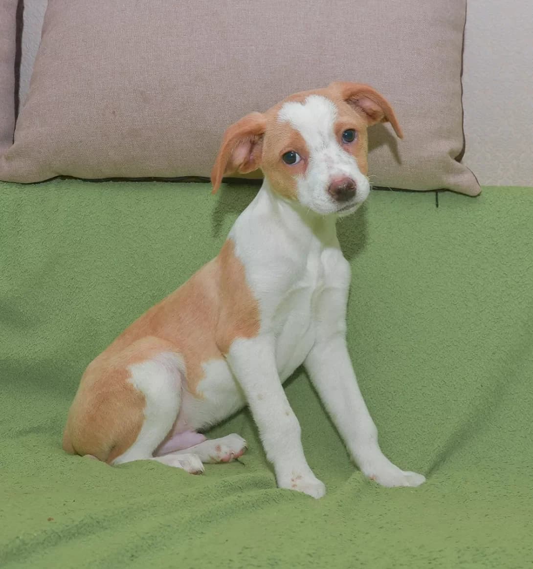 Martin (Мартін), male young Mixed Breed for adoption at Happy Paw Kyiv