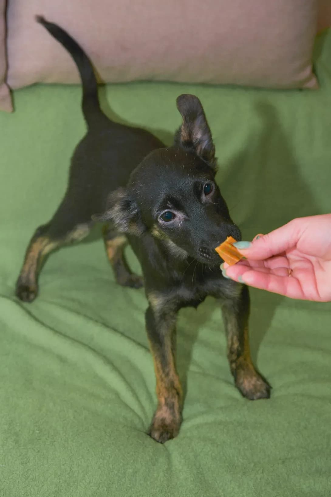 Nik (Нік), male young Mixed Breed for adoption at Happy Paw Kyiv