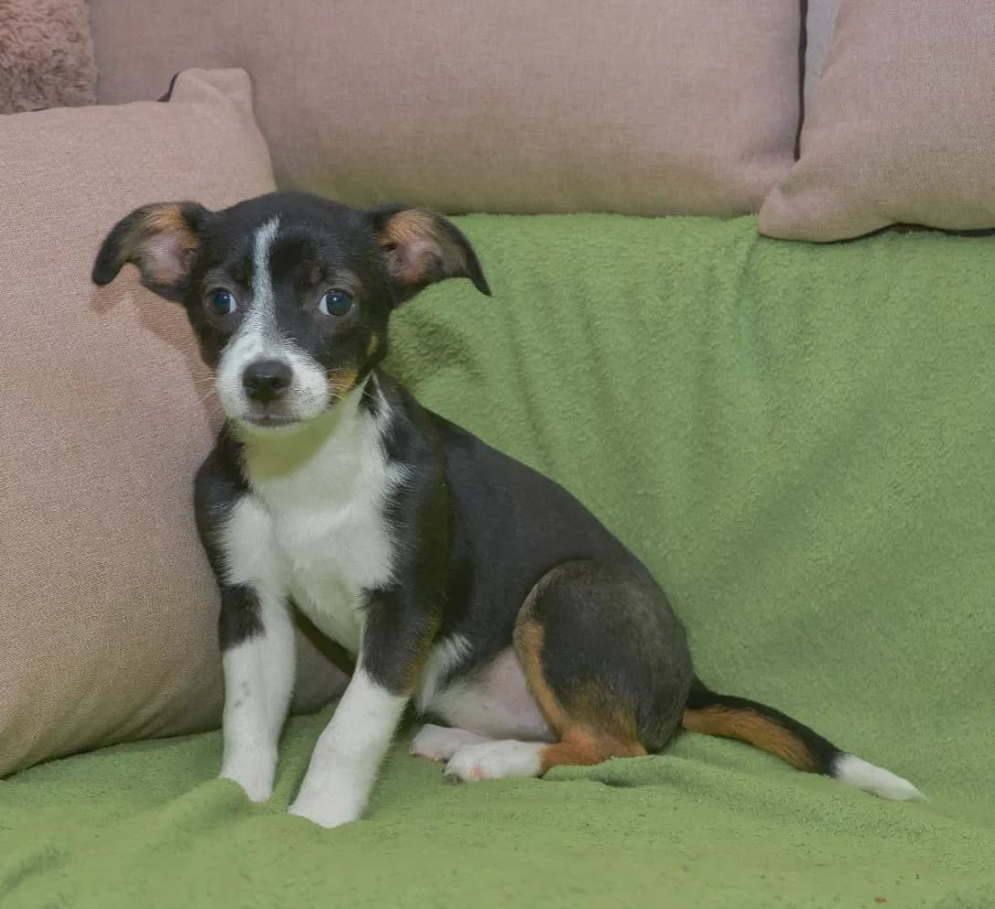 Dzhovanna (Джованна), female young Mixed Breed for adoption at Happy Paw Kyiv