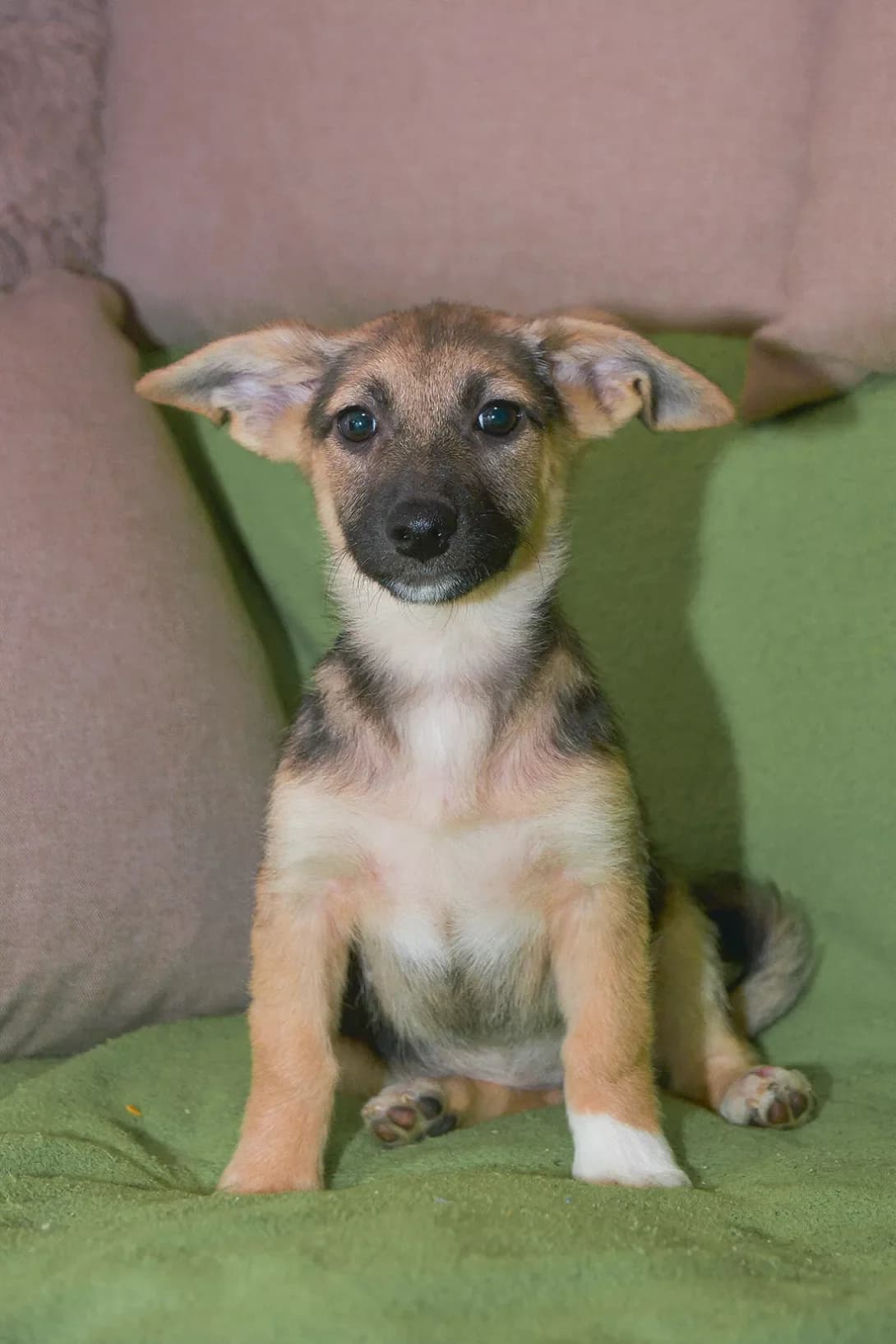 Troya (Троя), female young Mixed Breed for adoption at Happy Paw Kyiv