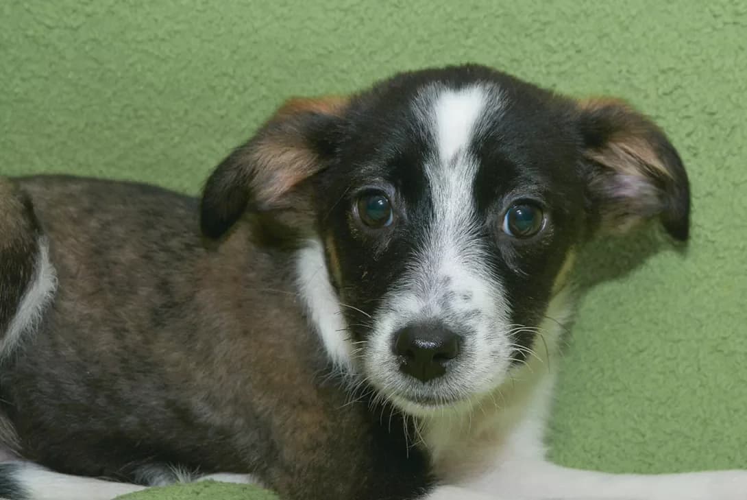 Dzhon (Джон), male young Mixed Breed for adoption at Happy Paw Kyiv
