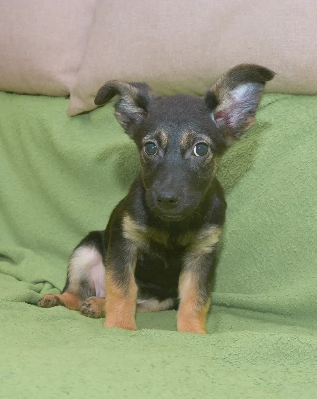 Chara (Чара), female young Mixed Breed for adoption at Happy Paw Kyiv