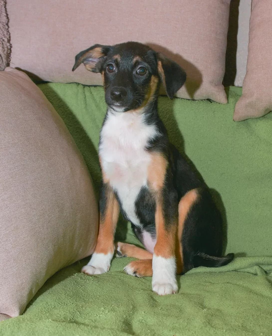 Zuma (Зума), female young Mixed Breed for adoption at Happy Paw Kyiv