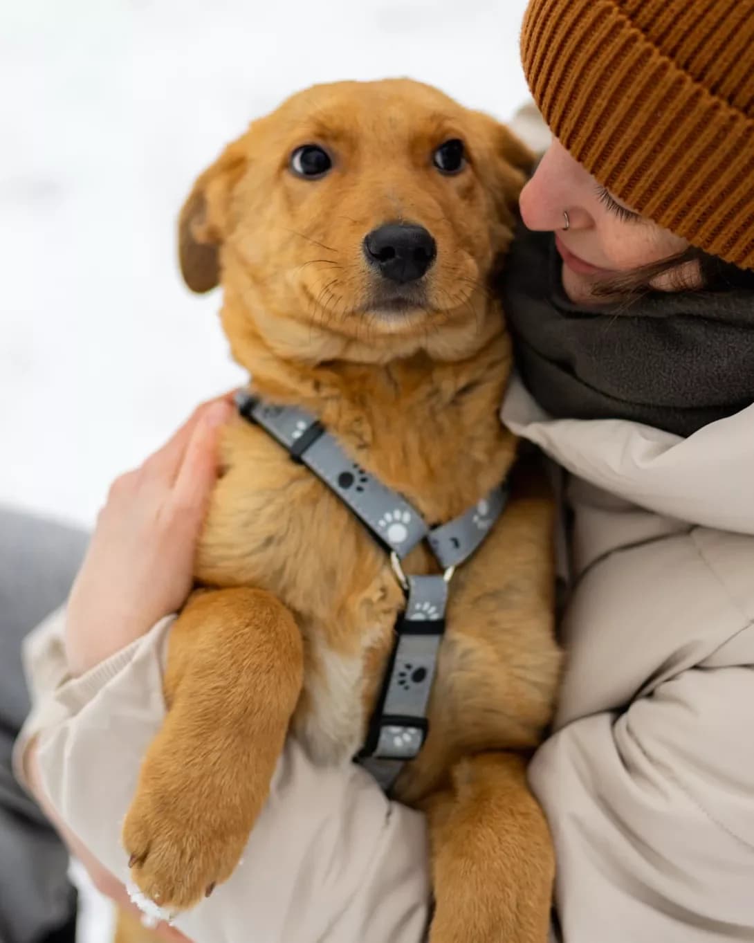 Pirizhok (Пиріжок), male young Mixed Breed for adoption at Happy Paw Kyiv