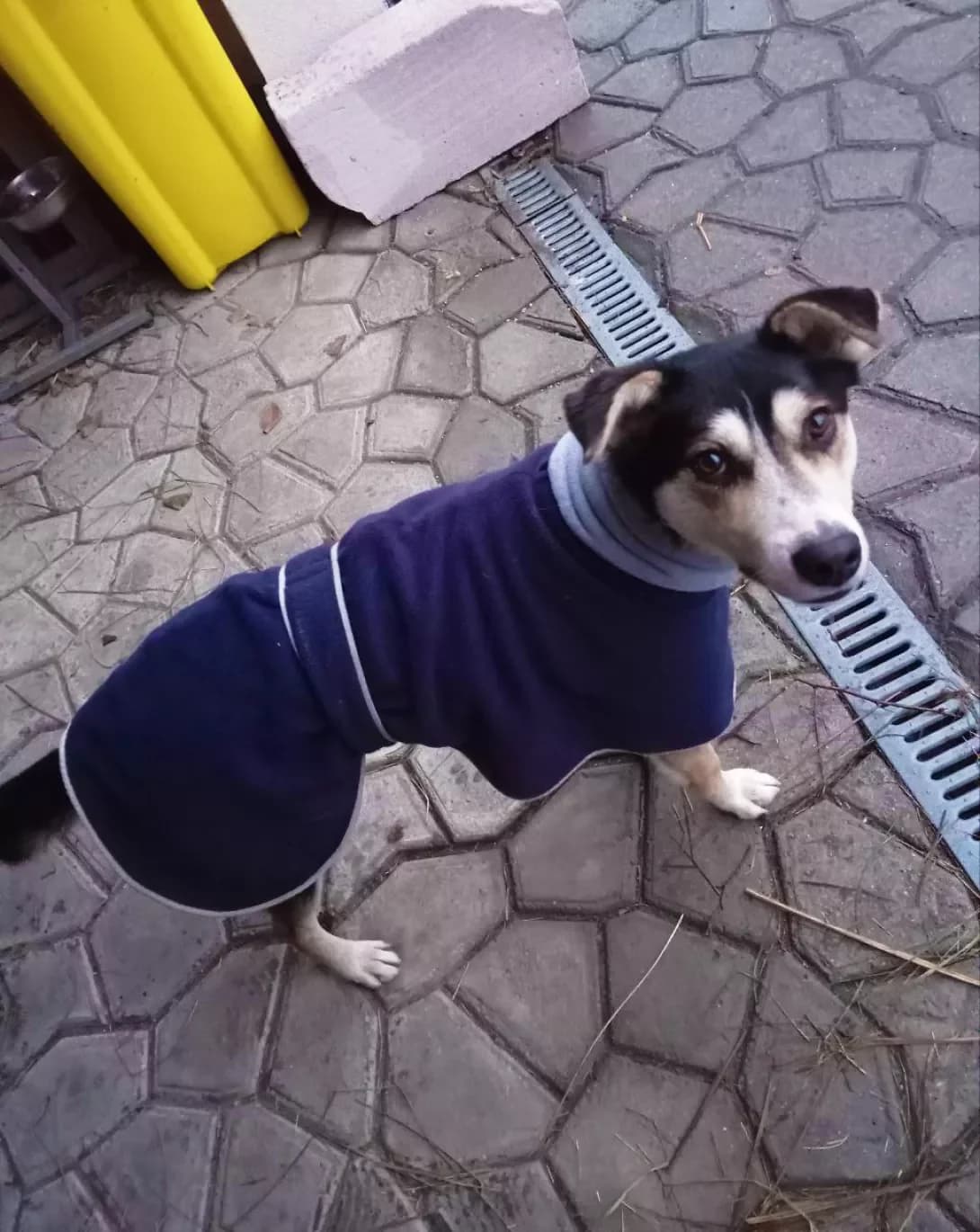 Yasha (Яша), male young Mixed Breed for adoption at Happy Paw Kyiv
