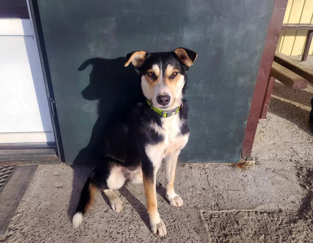 Dik (Дік), male young Mixed Breed for adoption at Happy Paw Kyiv