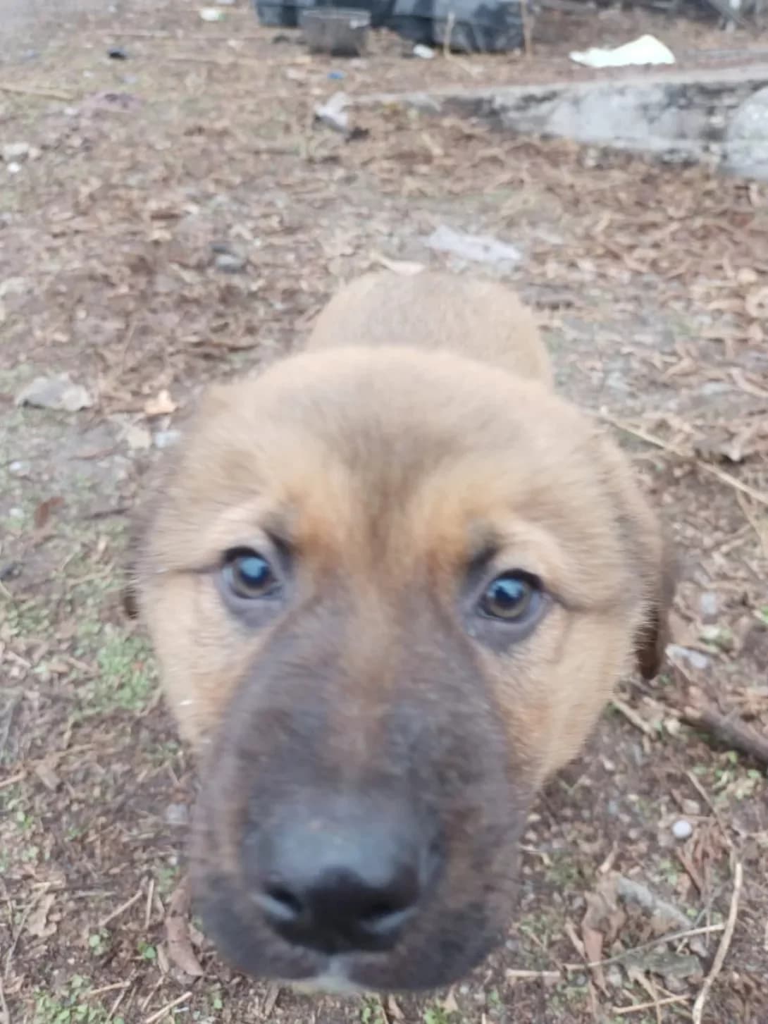 Lyusi (Люси), female young Mixed Breed for adoption at Happy Paw Kyiv