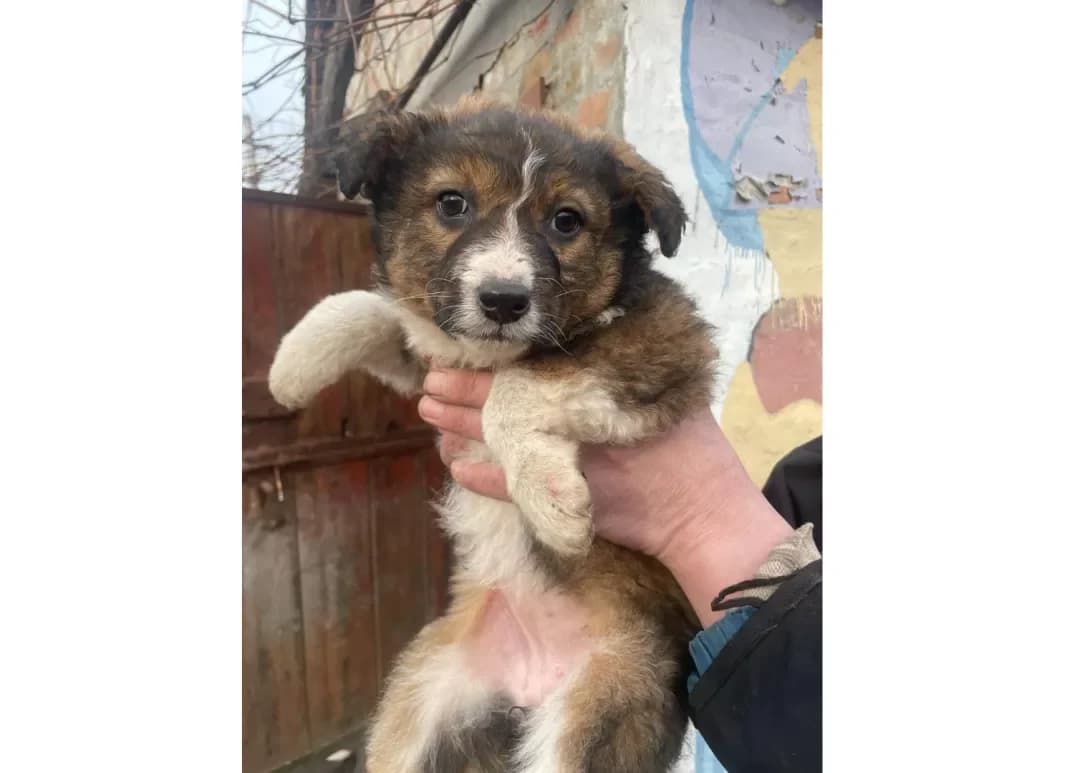 Meri (Мері), female young Mixed Breed for adoption at Happy Paw Kyiv