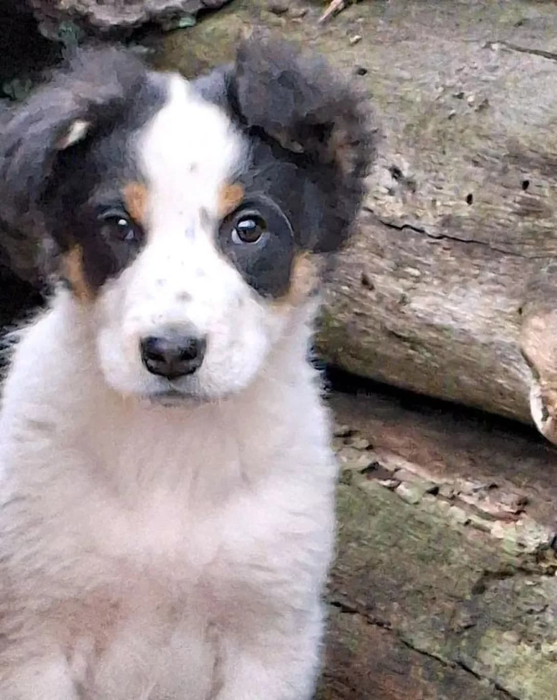 Charli (Чарлі), male young Mixed Breed for adoption at Happy Paw Kyiv
