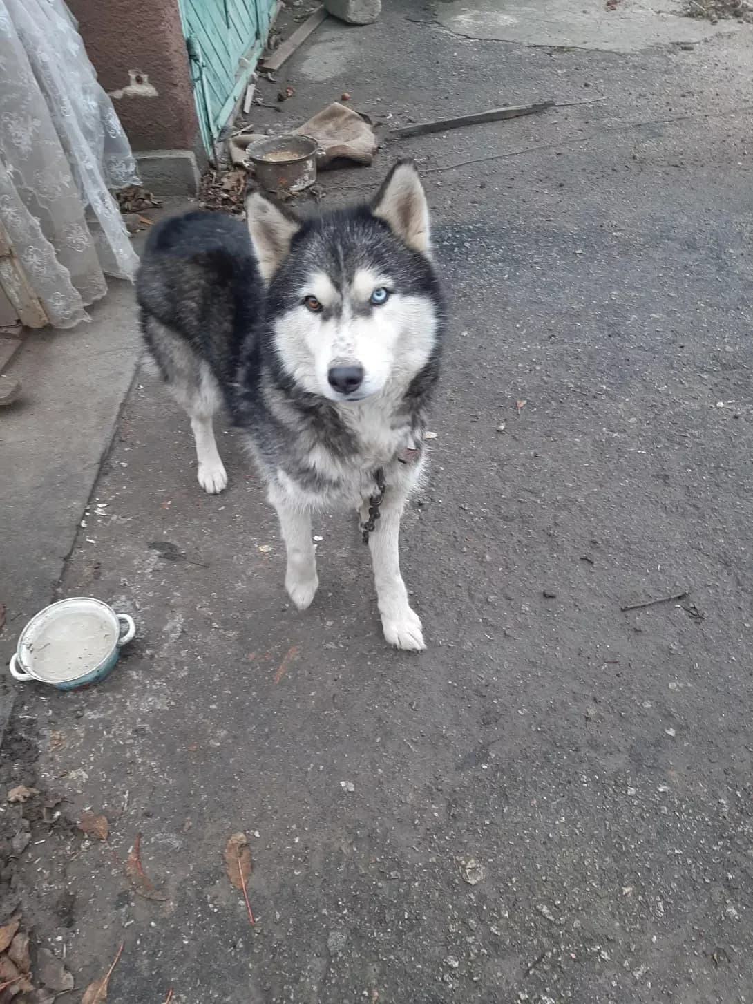 Khatiko(Khati) (Хатіко(Хаті)), male 5yo Mixed Breed for adoption at Happy Paw Kyiv
