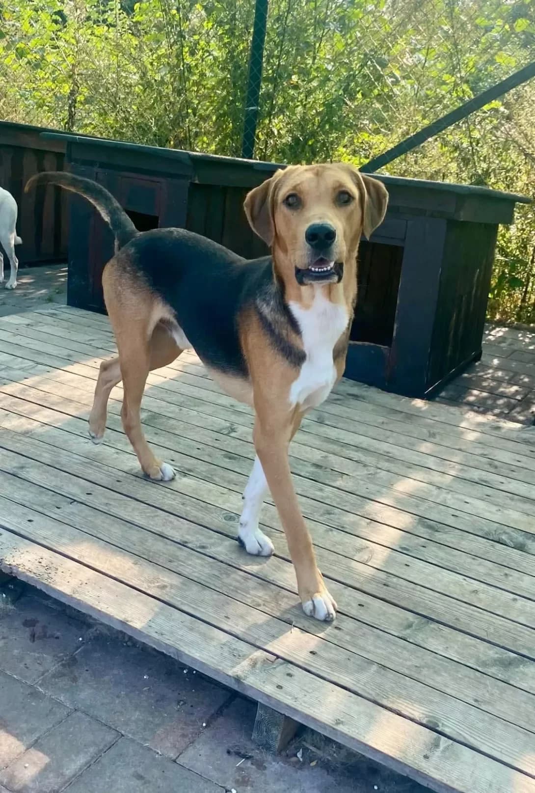 Chip (Чіп), male young Mixed Breed for adoption at Happy Paw Ivano-Frankivsk Oblast
