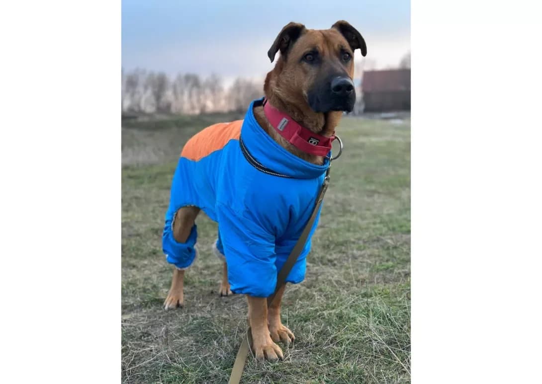 Roki (Рокі), male 6yo Mixed Breed for adoption at Happy Paw Kyiv