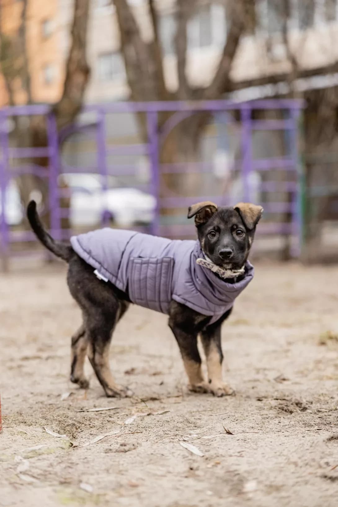 Grenka (Гренка), male young Mixed Breed for adoption at Happy Paw Kyiv