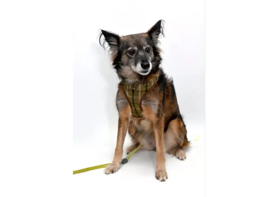 Asya (Ася), female young Mixed Breed for adoption at Happy Paw Kyiv