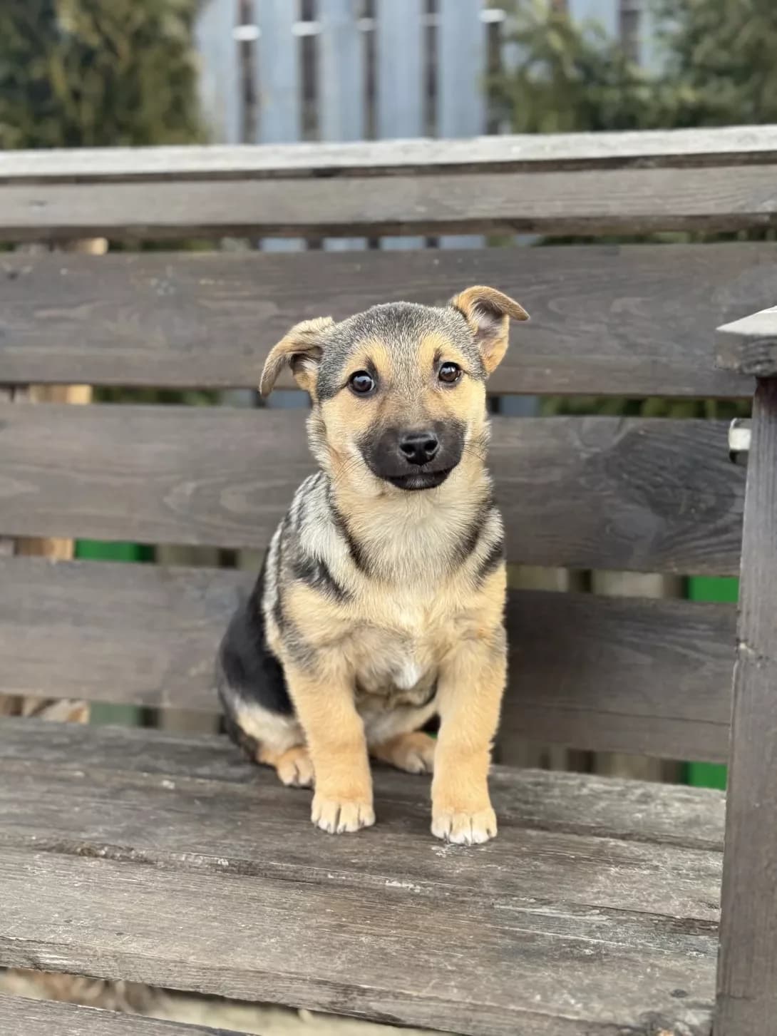 Vishnya (Вишня), female young Mixed Breed for adoption at Happy Paw Kyiv