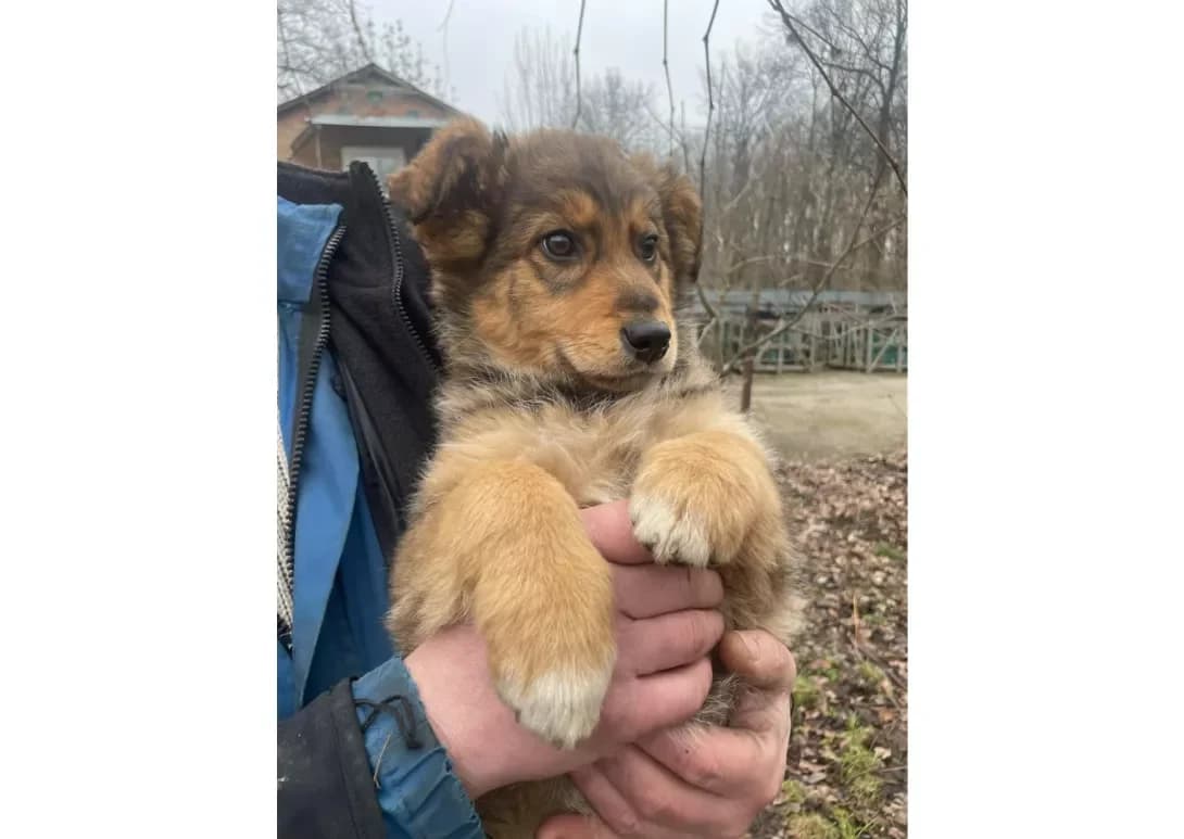 Margo (Марго), female young Mixed Breed for adoption at Happy Paw Kyiv