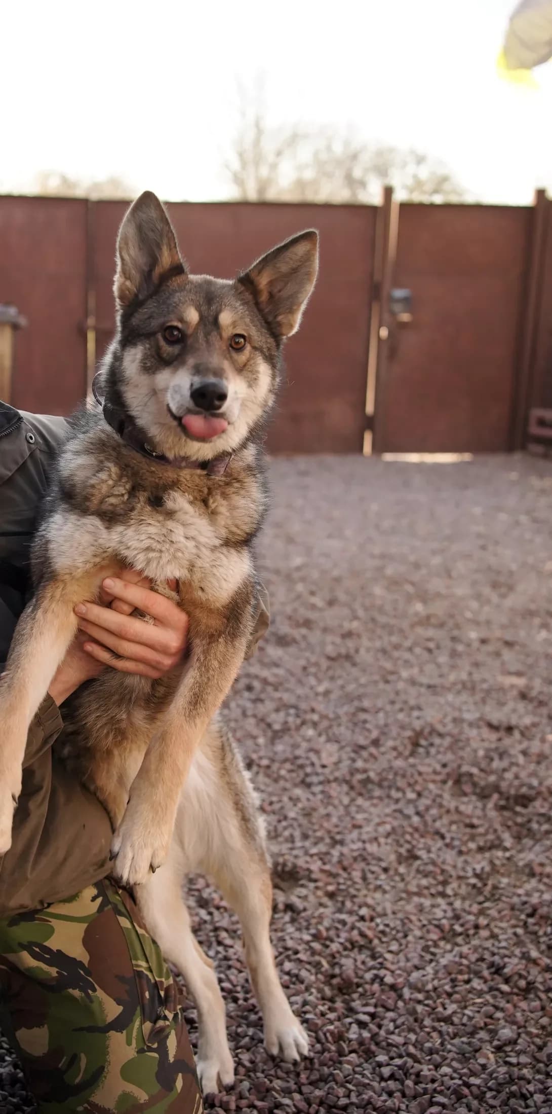 Foksi (Фоксі), female young Mixed Breed for adoption at Happy Paw Kyiv