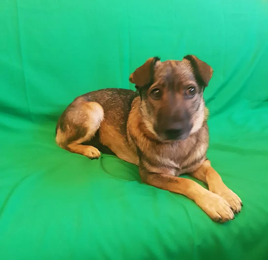 Sem (Сем), male young Mixed Breed for adoption at Happy Paw Kyiv