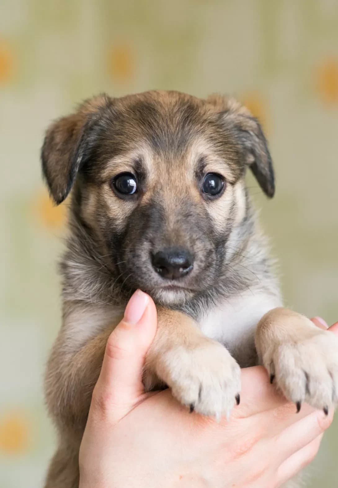 Betsi (Бетсі), female young Mixed Breed for adoption at Happy Paw Kyiv