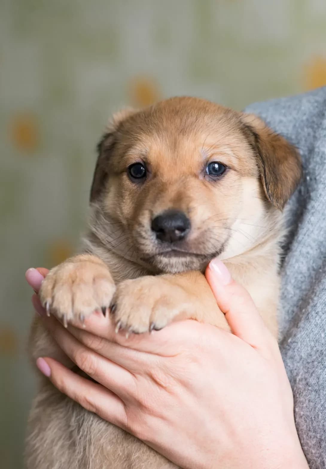 Oskar (Оскар), male young Mixed Breed for adoption at Happy Paw Kyiv