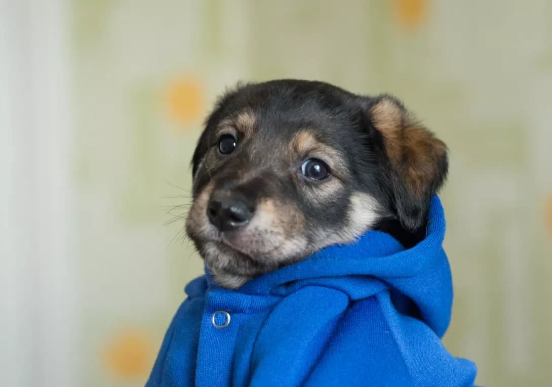 Stella (Стелла), female young Mixed Breed for adoption at Happy Paw Kyiv